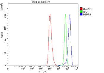 Anti-DEP1/PTPRJ Antibody