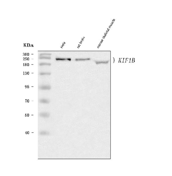 Anti-KIF1B Antibody