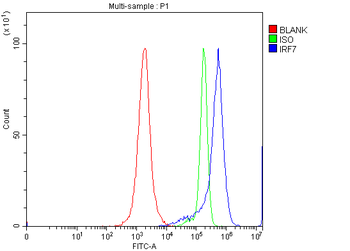 Anti-IRF7 Antibody