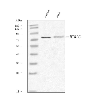 Anti-5-HT2C Receptor/HTR2C Antibody