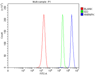 Anti-hnRNP K/HNRNPK Antibody
