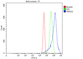 Anti-Heme oxygenase 2/HMOX2 Antibody