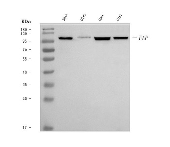 Fibroblast activation protein, alpha/FAP Antibody