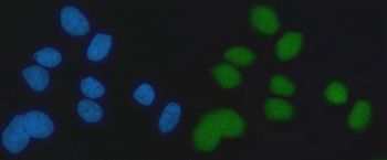 Anti-Exonuclease 1/EXO1 Antibody