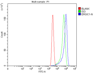 Anti-ERGIC1 Antibody