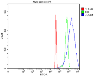 Anti-DOCK4 Antibody