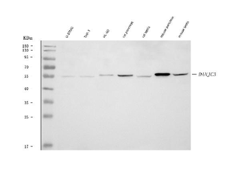 Anti-DNAJC3 Antibody