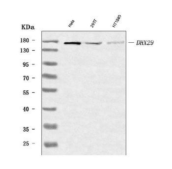 DHX29 Antibody