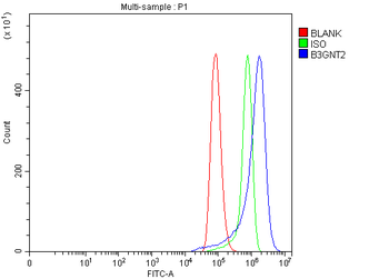 Anti-B3GNT2 Antibody