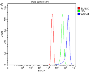 Anti-WDR44 Antibody