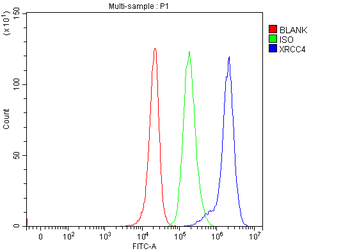 Anti-XRCC4 Antibody