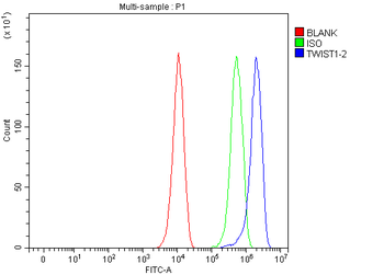 Anti-TWIST1/2 Antibody