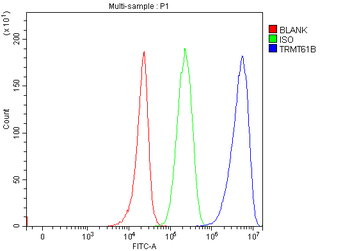 Anti-TRMT61B Antibody