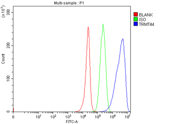 Anti-TRMT44 Antibody