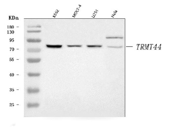 TRMT44 Antibody
