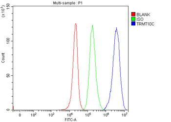 Anti-TRMT10C Antibody