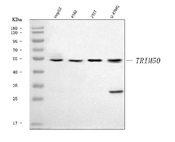 TRIM50 Antibody