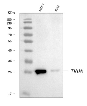 Triadin/TRDN Antibody
