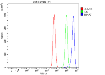 Anti-TRAF7 Antibody