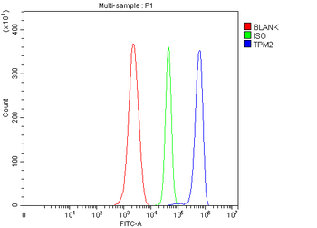Anti-Tropomyosin 2/TPM2 Antibody