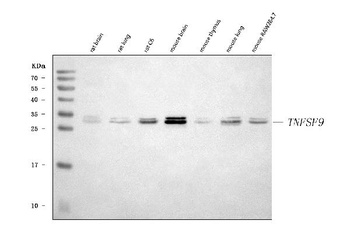 4-1BBL/Tnfsf9 Antibody