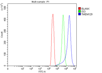 Anti-TMEM129 Antibody