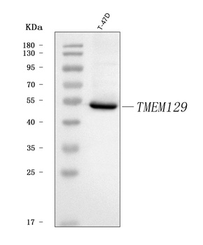 TMEM129 Antibody