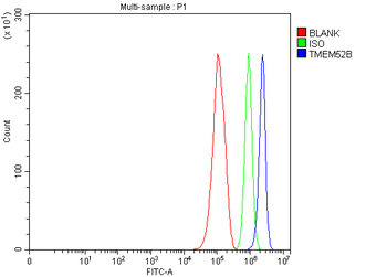 Anti-TMEM52B Antibody