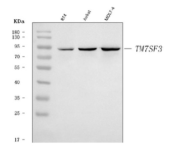 TM7SF3 Antibody