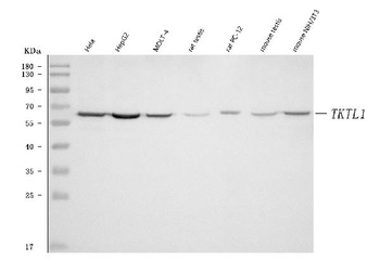 TKR/TKTL1 Antibody