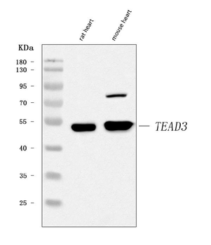 Anti-TEAD3 Antibody