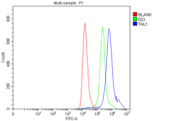 Anti-TAL1 Antibody