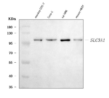 SLC3A1 Antibody