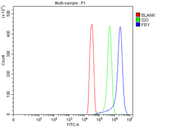 Anti-FRY Antibody