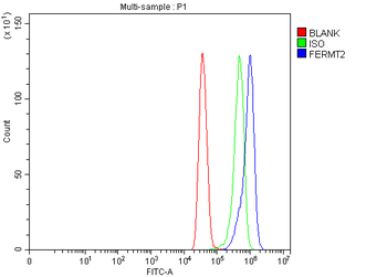 Anti-Kindlin 2/FERMT2 Antibody