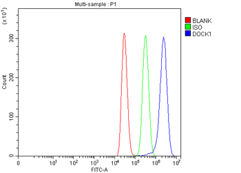 Anti-DOCK180/DOCK1 Antibody