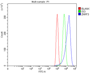 Anti-ZNRF3 Antibody