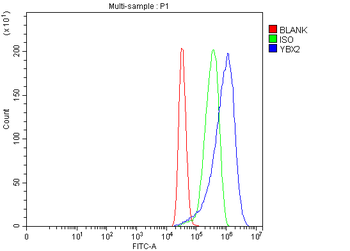 Anti-MSY2/YBOX2/YBX2 Antibody
