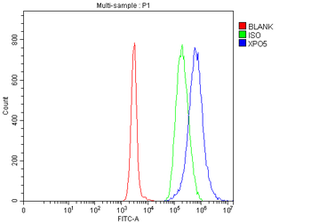 Anti-Exportin-5/XPO5 Antibody