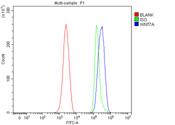 Anti-WNT7A Antibody