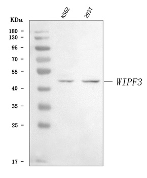 WIPF3 Antibody