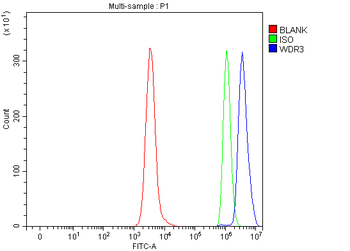 Anti-WDR3 Antibody