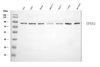 FFR/VPS51 Antibody