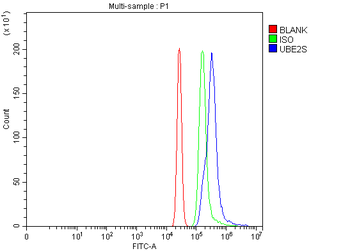 Anti-UBE2S Antibody