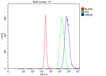 Anti-UBE2O Antibody