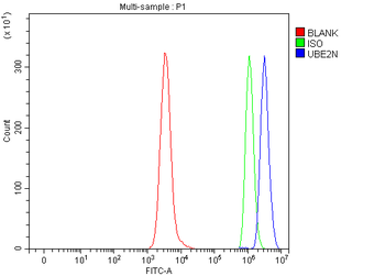 Anti-Ubc13/UBE2N Antibody