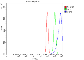 Anti-UBA6 Antibody