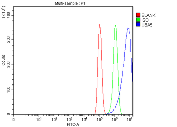 Anti-UBA5 Antibody