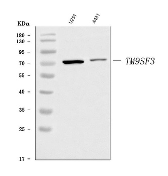 TM9SF3 Antibody