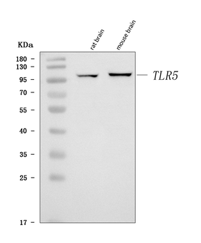 Anti-Tlr5 Antibody